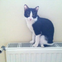 Photo #244846 de Cyane