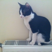 Photo #244847 de Cyane