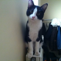 Photo #244848 de Cyane