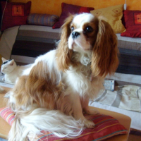 Photo #244894 de Happy