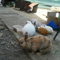 Photo #244913 de Blancher