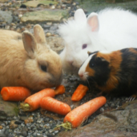 Photo #244914 de Blancher