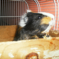 Photo #244915 de Blancher