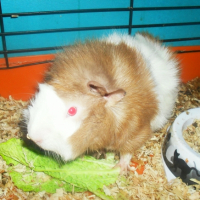 Photo #244916 de Blancher