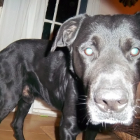 Photo #244944 de Onyx
