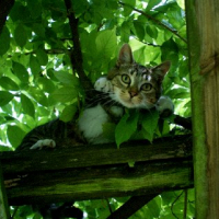 Photo #244974 de Filou