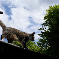 Photo #244976 de Filou