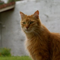 Photo #244977 de Apache