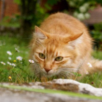 Photo #244978 de Apache