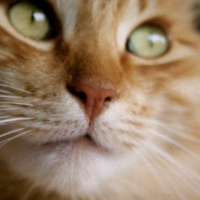 Photo #244979 de Apache