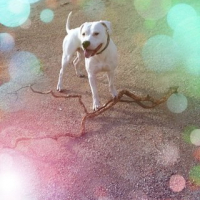 Photo #244996 de Snow