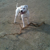 Photo #244999 de Snow