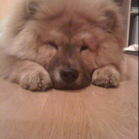 Photo #245004 de Skaya