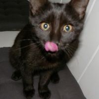 Photo #245012 de Bagheera