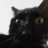 Photo #245013 de Bagheera
