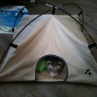 Photo #245028 de Bob