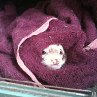 Photo #245029 de Bob