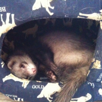 Photo #245030 de Bob