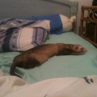 Photo #245031 de Orion