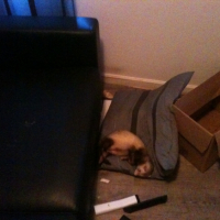 Photo #245032 de Orion