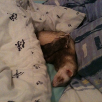 Photo #245033 de Orion