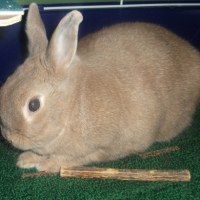 Photo #245035 de Leon