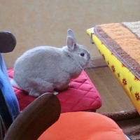 Photo #245036 de Leon