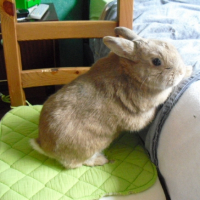 Photo #245038 de Leon