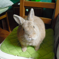 Photo #245039 de Leon