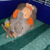 Photo #245042 de Leon