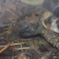 Photo #245057 de Indiana et papaille