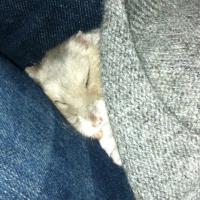 Photo #245067 de Hamtaro