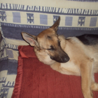 Photo #245113 de Dinka