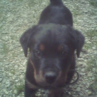 Photo #245164 de Bernie