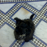 Photo #245172 de Timon