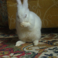 Photo #245178 de Box bunny