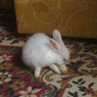 Photo #245179 de Box bunny