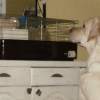 bibou regarde Gizmo