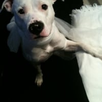 Photo #245201 de Snow