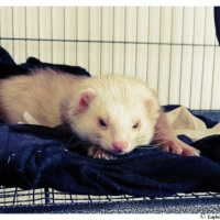 Photo #245314 de Draco