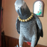 Photo #245315 de Macao