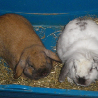 Photo #245316 de Lynet