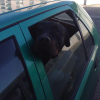 Photo #245321 de Bernie