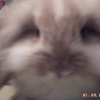 Photo #245355 de Tac