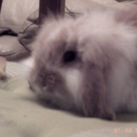 Photo #245356 de Tac