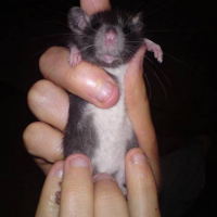 Photo #245401 de Rats à placer