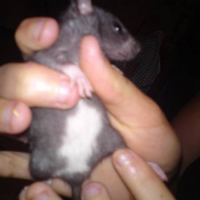 Photo #245402 de Rats à placer