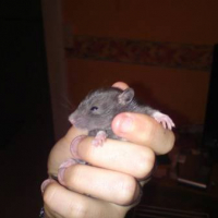 Photo #245403 de Rats à placer
