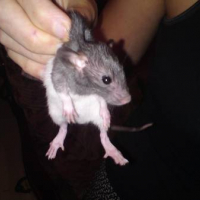 Photo #245404 de Rats à placer