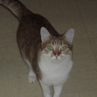Photo #245406 de Cacahuehete 